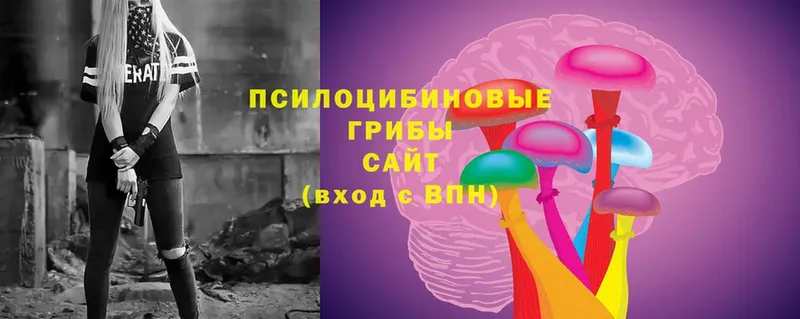 дарнет шоп  Балтийск  Псилоцибиновые грибы Cubensis 